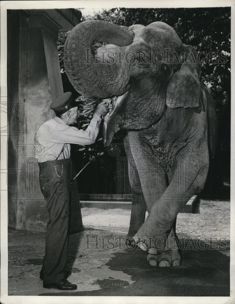 1943 Press Photo Elephant Judy at Lincoln Park Zoo with feeder Harvey Carlisle - Historic Images