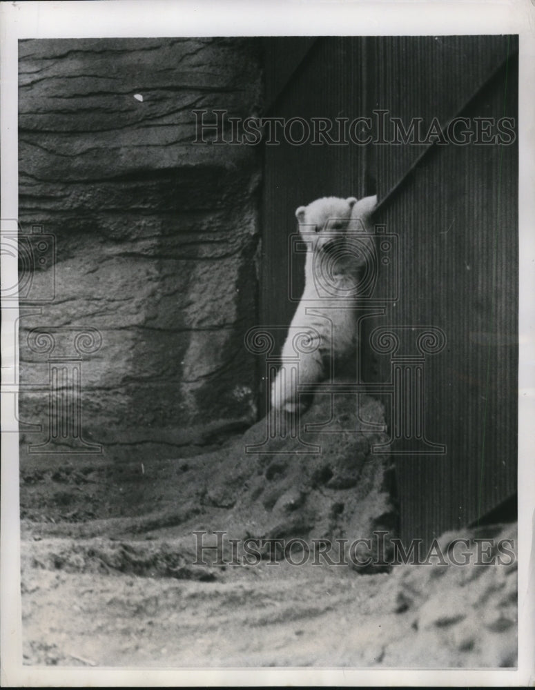 1951 Press Photo Small polar bear cub on a ledge at the Milwaukee Zoo- Historic Images