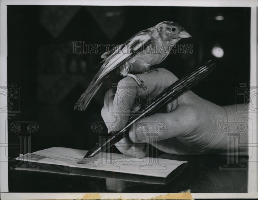 1946 Flossie The Sparrow Perch On The Hand Of Mrs. Ella Rambow - Historic Images