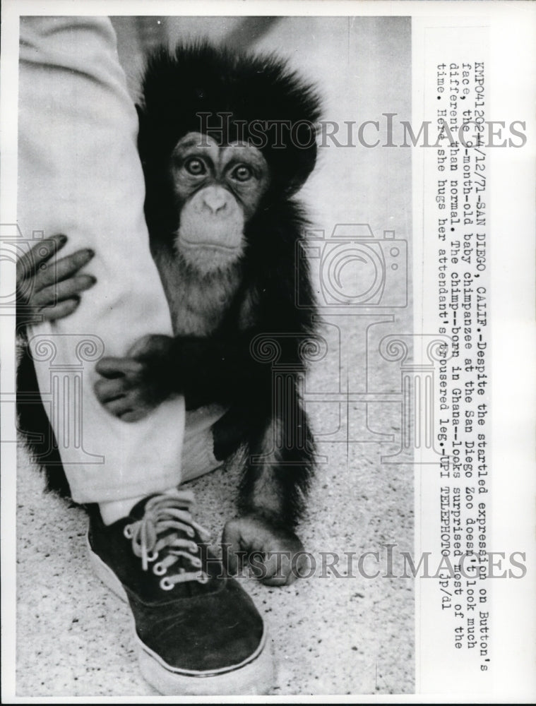 1971 Press Photo Button&#39;s 9 Month Old Baby Chimpanzee at San Diego Zoo - Historic Images