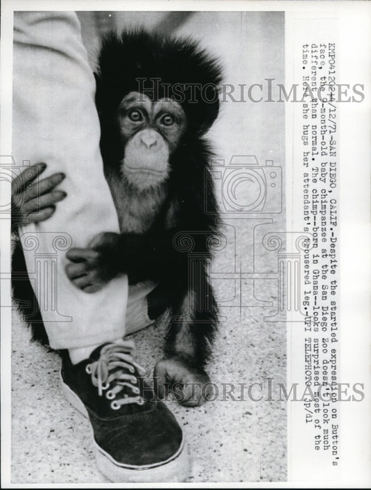 1971 Press Photo Button's 9 Month Old Baby Chimpanzee at San Diego Zoo - Historic Images
