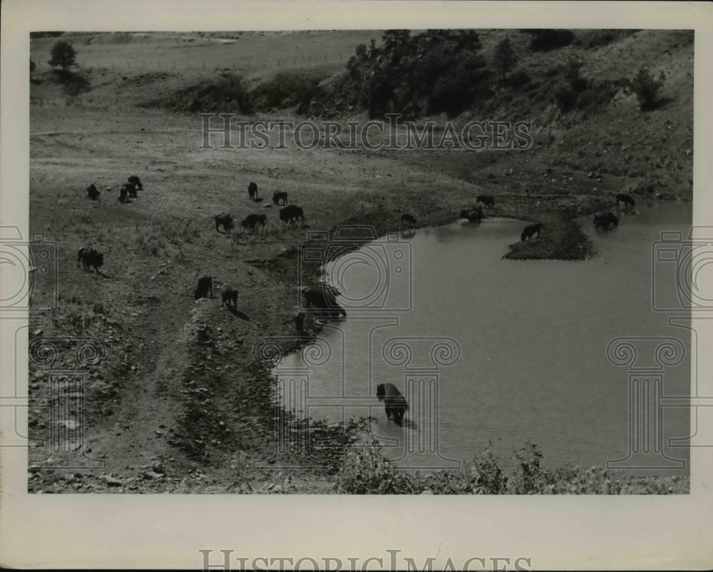 Press Photo Herd of Buffalo - ney12408-Historic Images