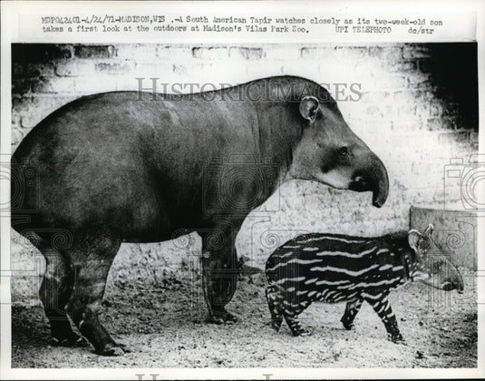 1971 South American Tapir Watches Baby Son at Madison Vilas Park Zoo - Historic Images