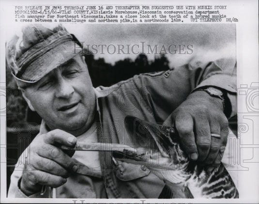 1966 Fisherman Examines Teeth of Hybrid Muskie Fish, Vilas Wisconsin - Historic Images