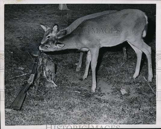 1954 Press Photo Two Deer at Nova Scotia Wild Life Zoo - ney13411-Historic Images