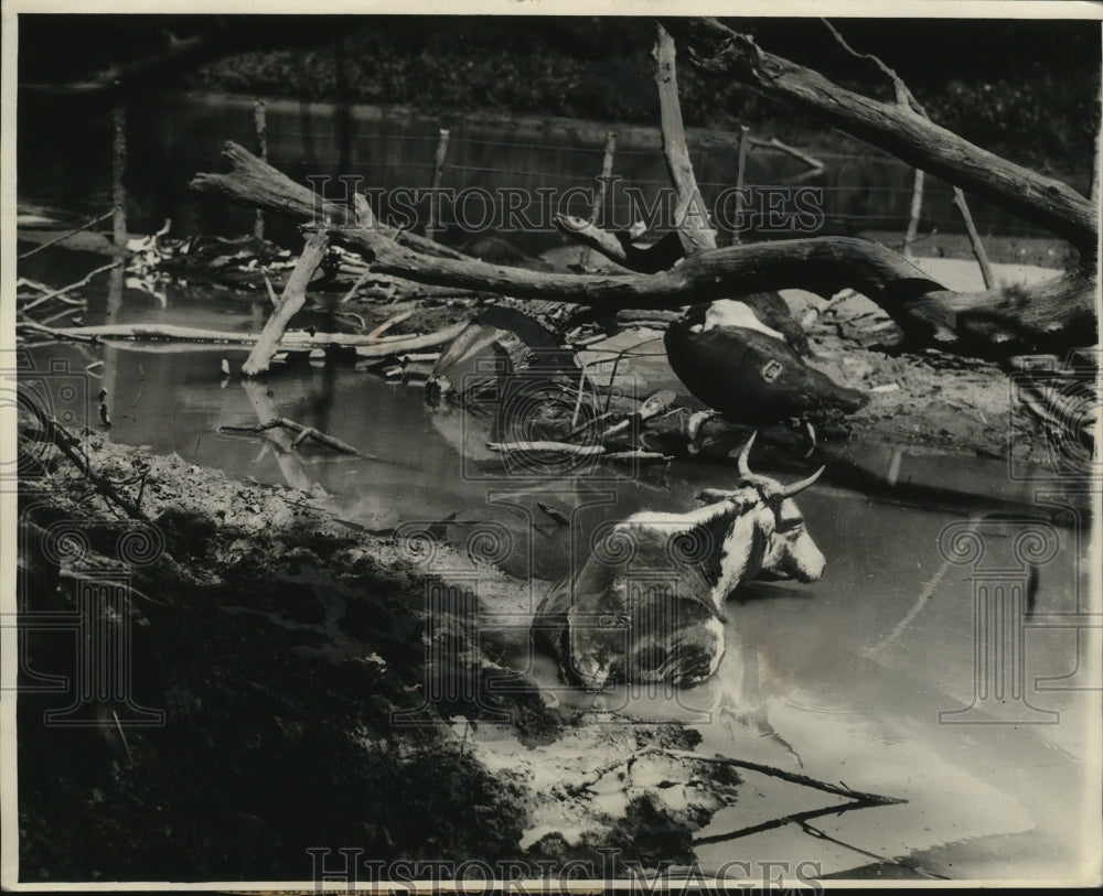 1934 Press Photo Severe Drought Livestock Victims - ney18418-Historic Images
