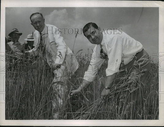 1946 Perry Hayden & C.J. Robinson Aid in Harvesting Biblical Wheat - Historic Images