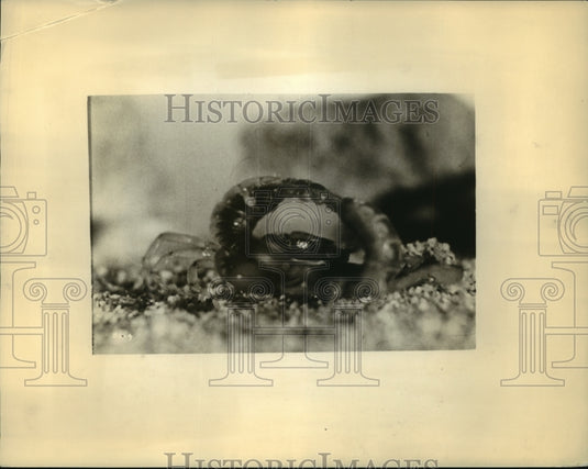 1935 Press Photo Scorpions Are Relentless Enemies To Each Other - ney24752-Historic Images