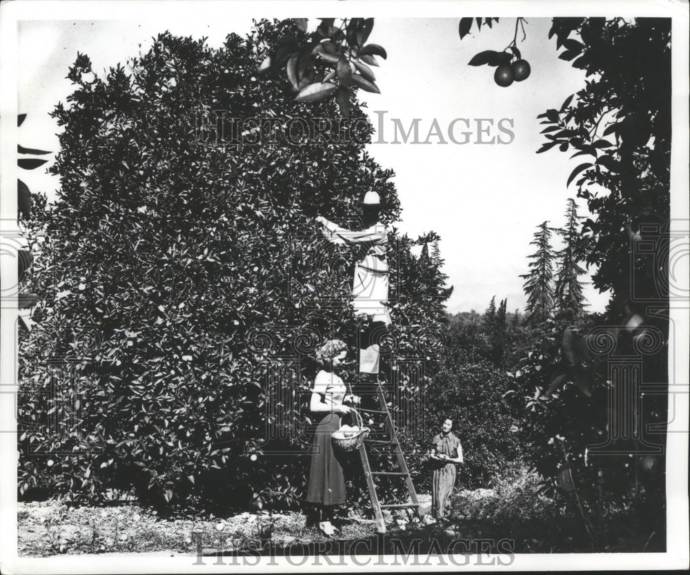 Unknown Farm Orchard  - Historic Images