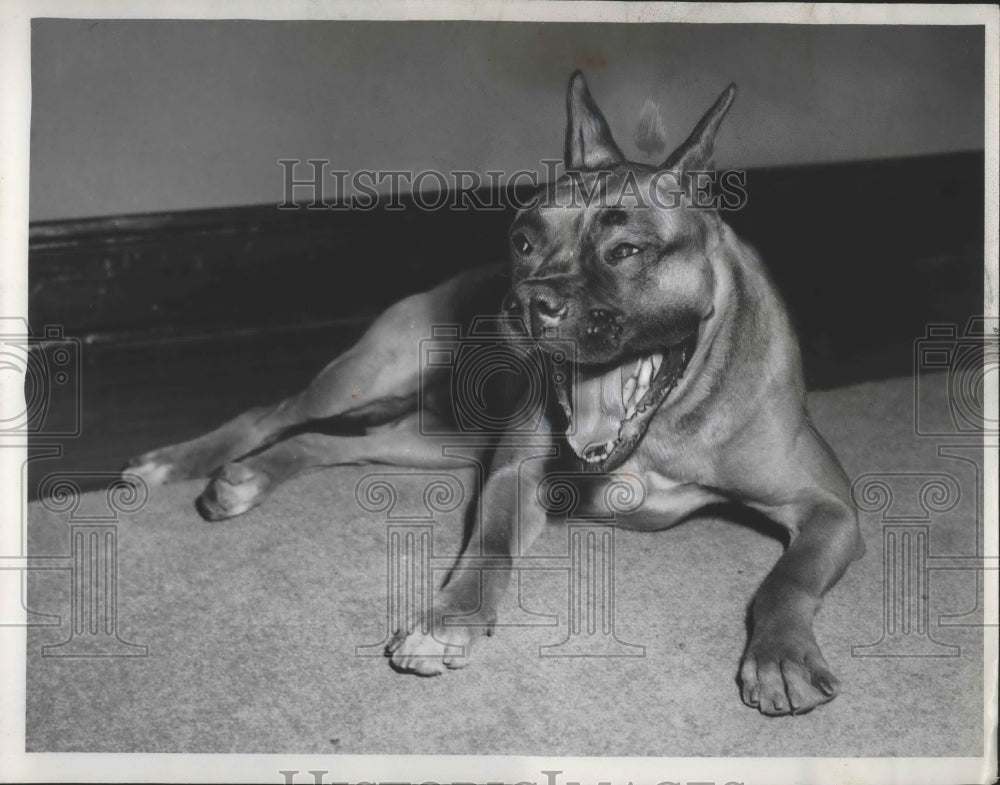 1954 Press Photo Duke A Dog That is a Boxer Breed Lives in Chicago - ney26115 - Historic Images