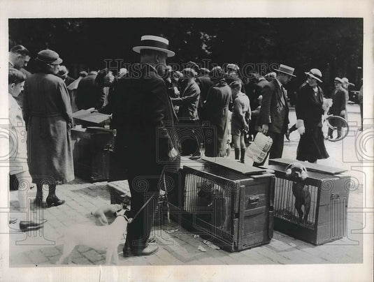 1936 Press Photo View of Shoppers at a Puppy Market in Antwerp, Belgium - Historic Images