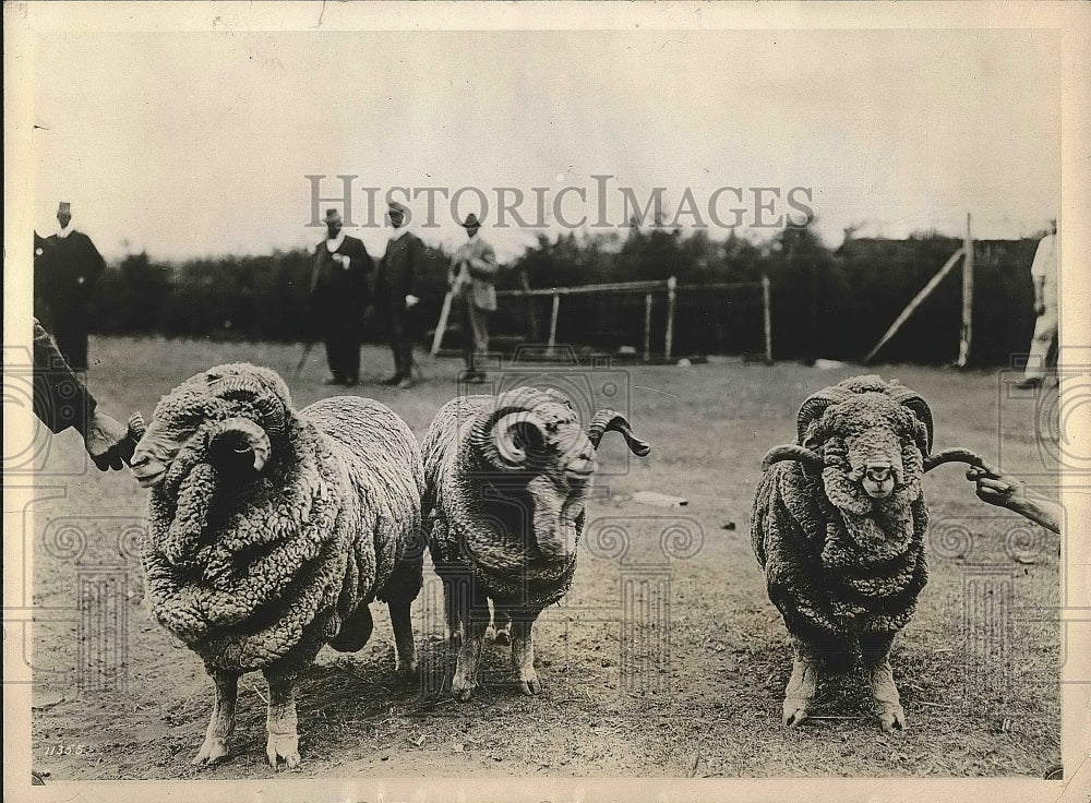 1928 Press Photo Three Large Prize Merino Rams Seen on South African Ranch - Historic Images