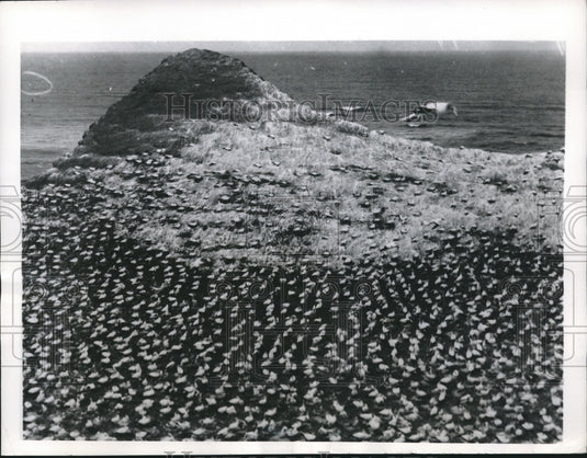 1949 Press Photo Gannets Congregate on Rocky Promontory of Cape Kidnapper - Historic Images