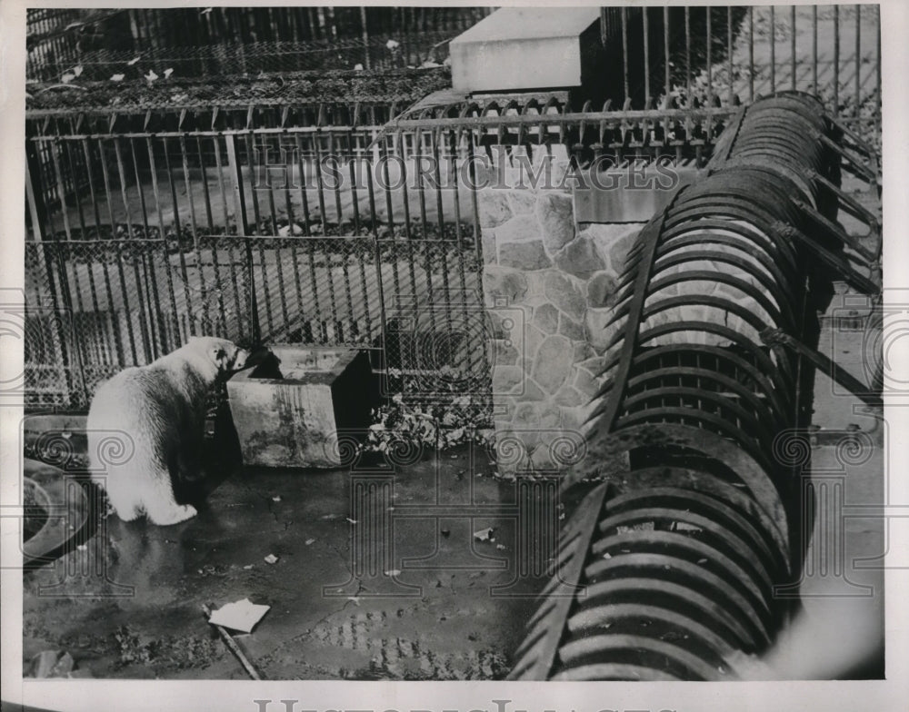 1938 Press Photo Polar Bear in His Enclosure at Brookside Zoo in Cleveland, Ohio - Historic Images