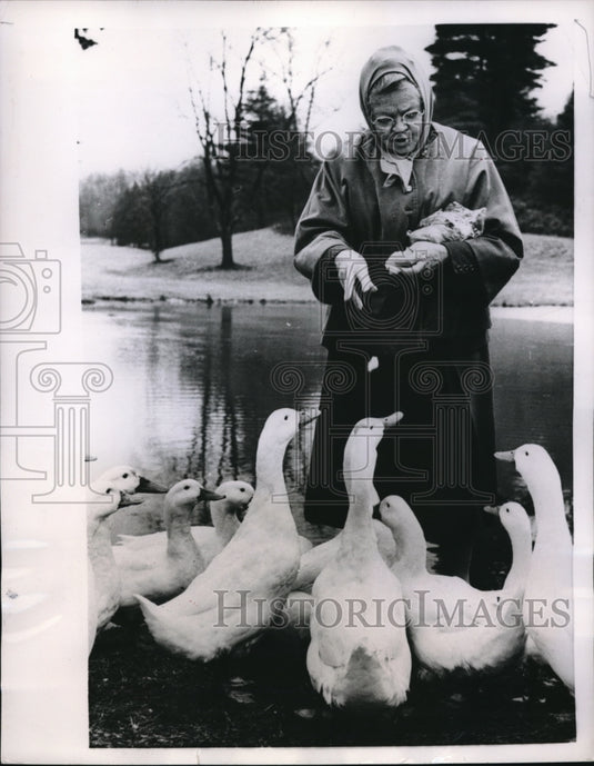1956 Press Photo Woman Feeds Geese in Biltmore Forest at Asheville, N.C. - Historic Images