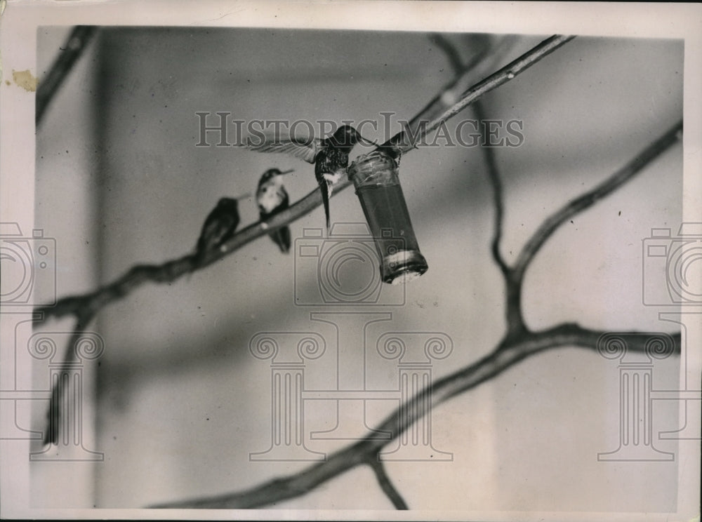 1936 Press Photo Cuban Hummingbirds Feeding at The Washington, D.C. Zoo - Historic Images