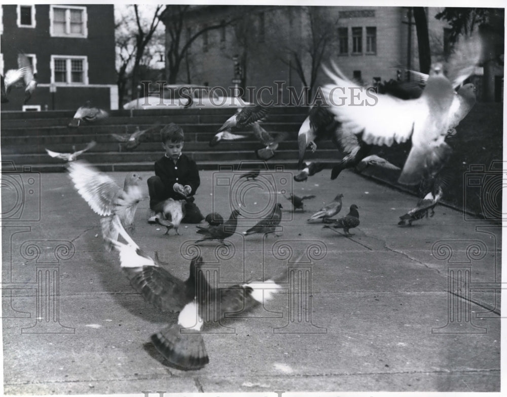 1960 Vintage Photo Small Boy Stoops to Feed Birds Denver State Capital - Historic Images