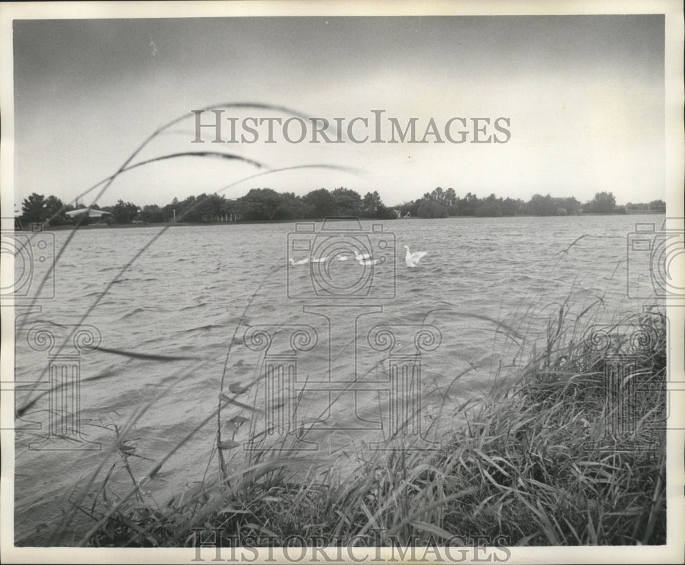 1974 Press Photo Geese on the lakefront of Lakeshore Dr. in New Orleans. - Historic Images