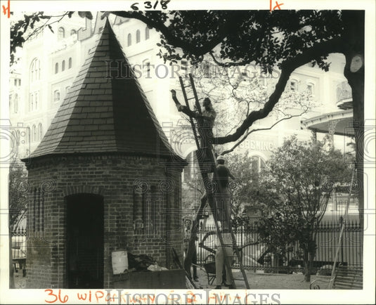 1984 Workers Trim Magnolia Tree at Jackson Square - Historic Images
