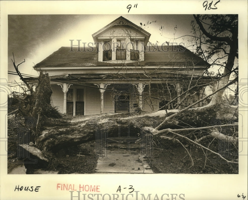 1979 Press Photo Hurricane Frederic - A sycamore tree uprooted by the winds. - Historic Images