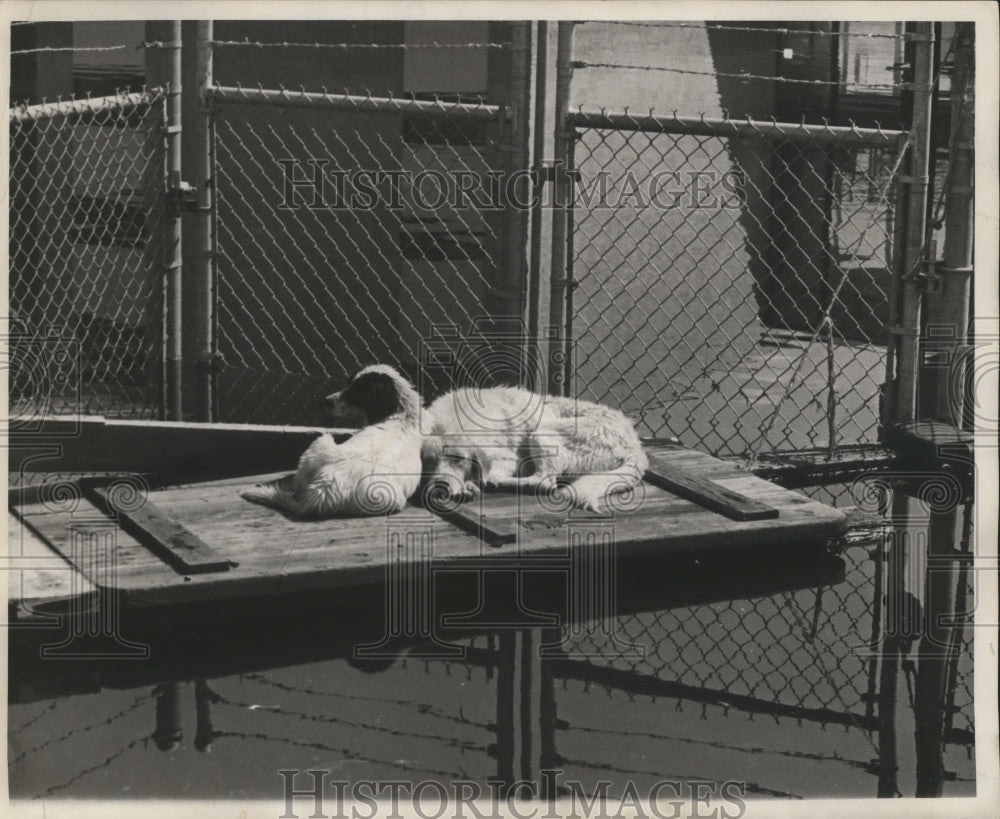 1965 Dogs escape water on a raft after Hurricane Betsy, New Orleans - Historic Images