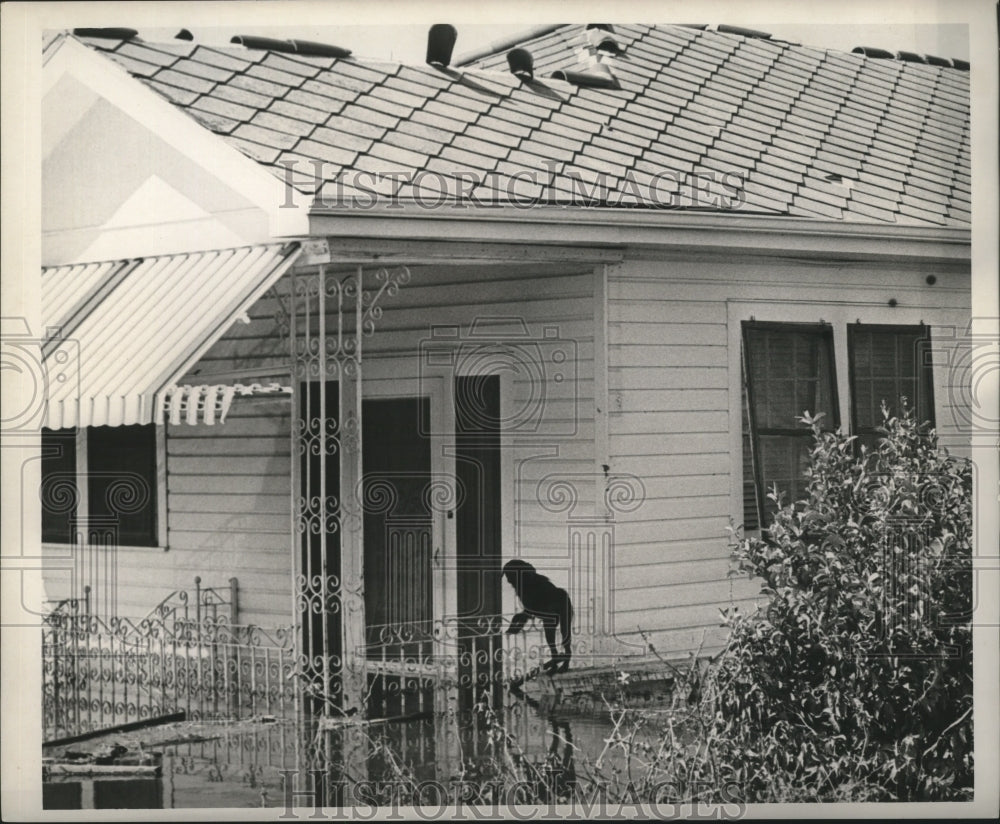 1965 Dog Tries to Stay Dry after Hurricane Betsy, New Orleans - Historic Images