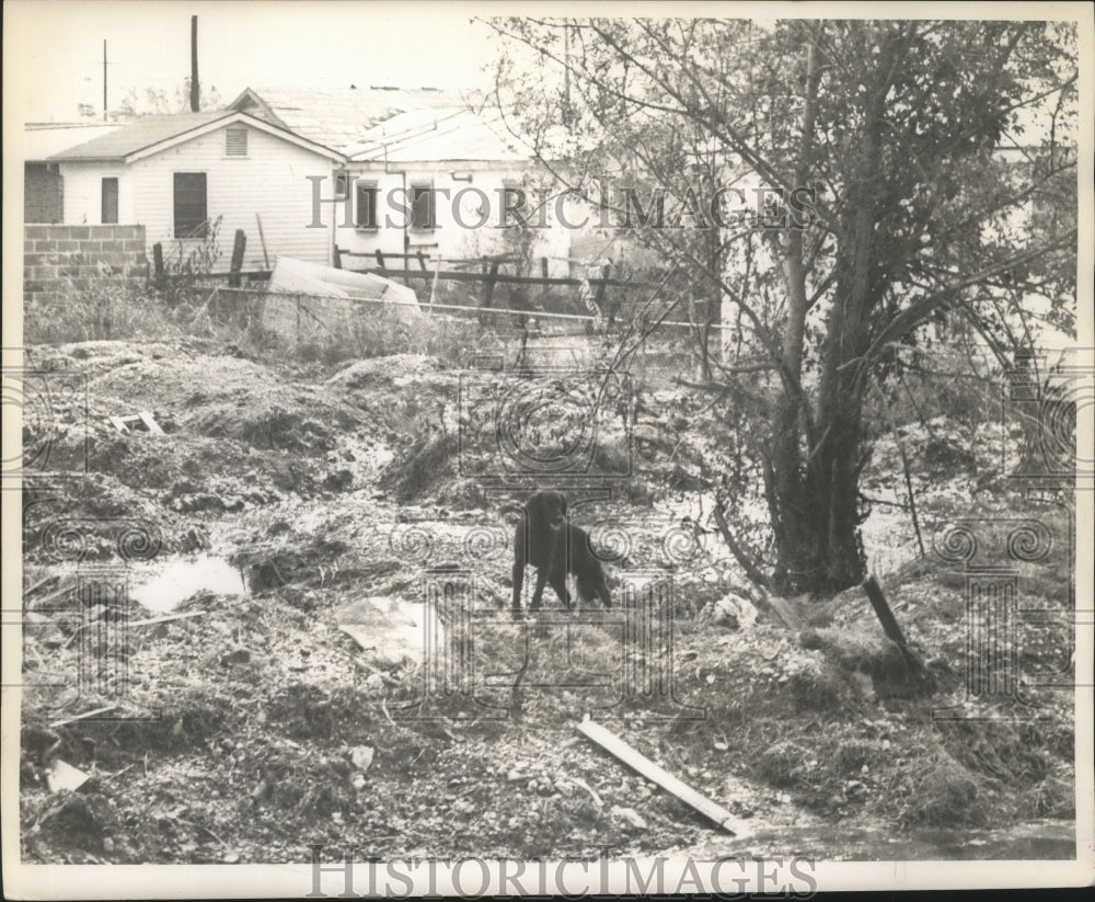 1965 Dog Roams Yard Covered In Debris, Hurricane Betsy, New Orleans - Historic Images