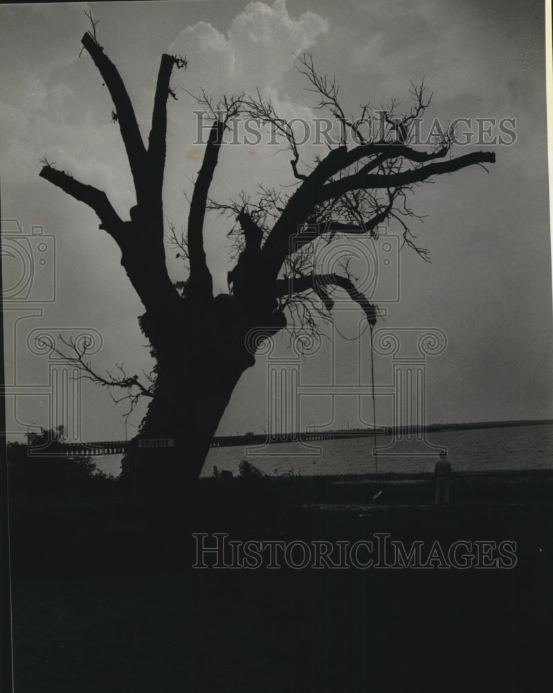 1980 Person Standing by Tree with Swing After Hurricane Camille - Historic Images