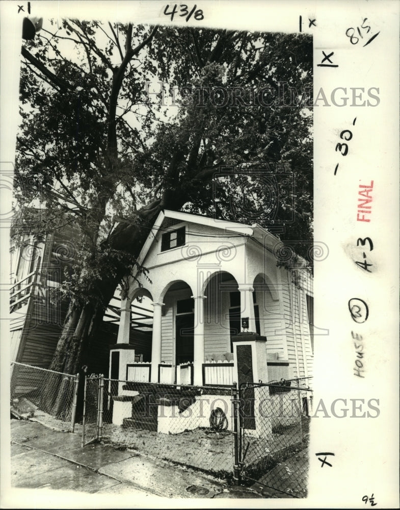 1979 Press Photo Heavy Winds Uproots Hackberry Tree on Barrone St. New Orleans - Historic Images