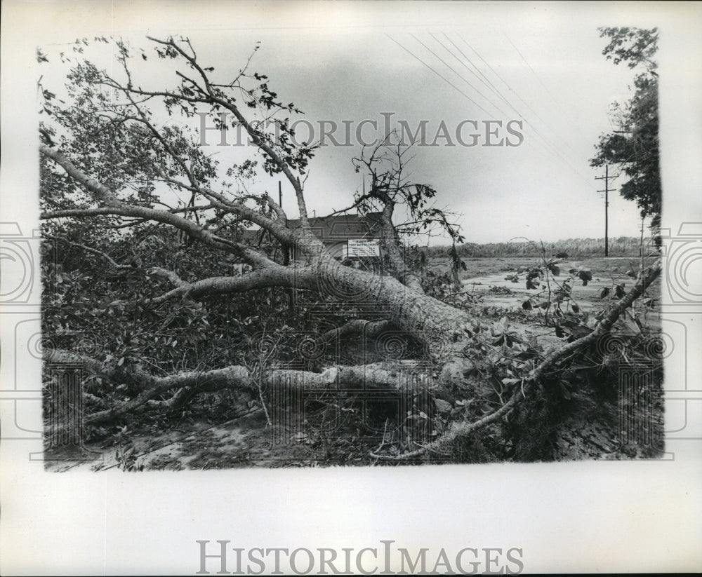 1974 Press Photo Hurricane Carmen- Uprooted tree damages church. - noa02507 - Historic Images