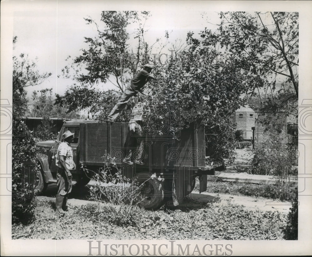 1965 Workers Loading Tree Debris in Truck After Hurricane Betsy - Historic Images