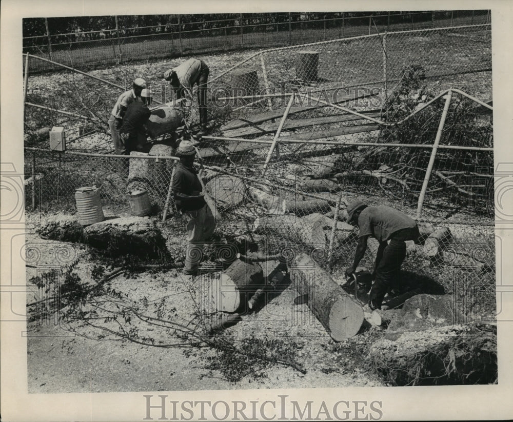 1965 Hurricane Betsy- Workers clean up in Audubon Park. - Historic Images