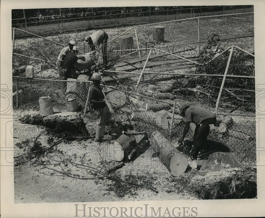 1965 Hurricane Betsy- Workers clean up in Audubon Park. - Historic Images