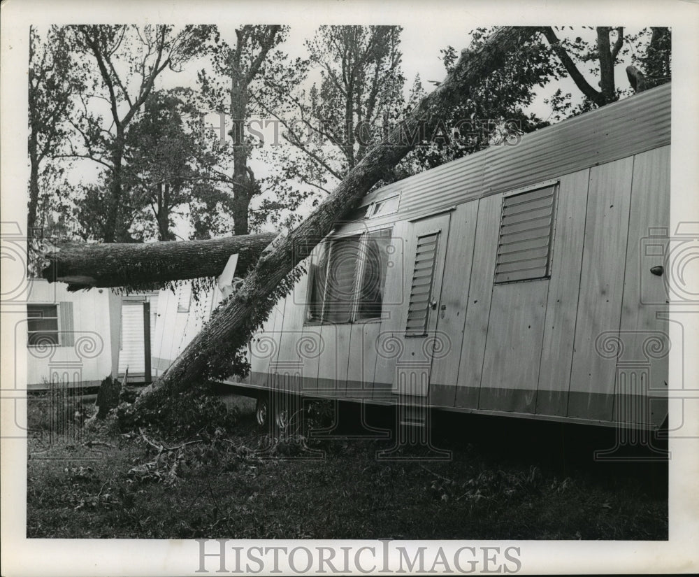 1965 Trailer Smashed by Tree During Hurricane Betsy, Gulf Coast - Historic Images