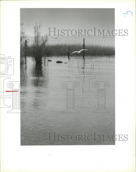 New Orleans - Birds Flies Over Wetlands - Historic Images