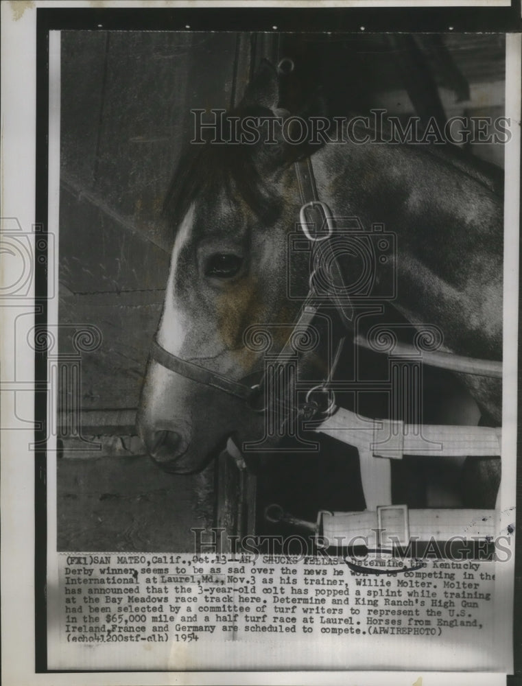 1954 Horse Racing-Determine, the Kentucky Derby winner seems sad. - Historic Images