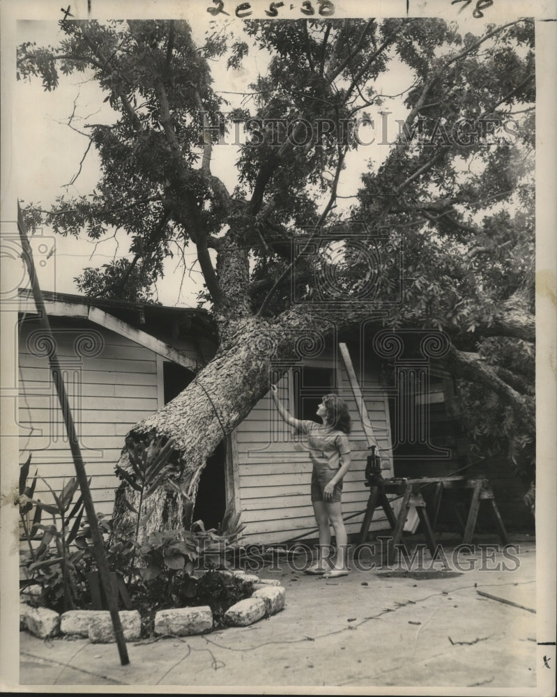 1961 Hurricane Carla- Falling tree at 726 Harmony crushed two sheds. - Historic Images