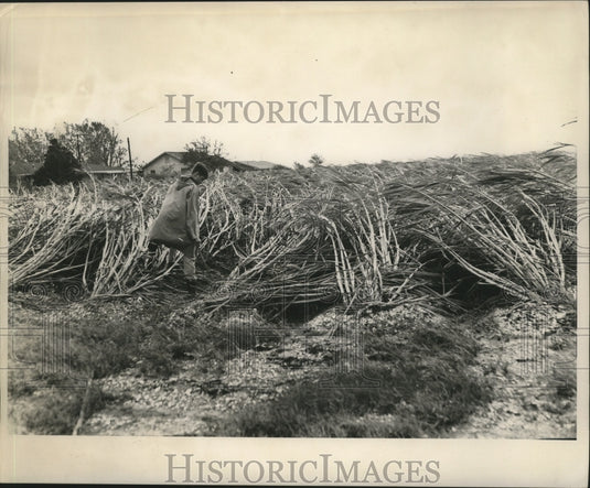 1964 Hurricane Hilda Damage near Jeannarette. - Historic Images