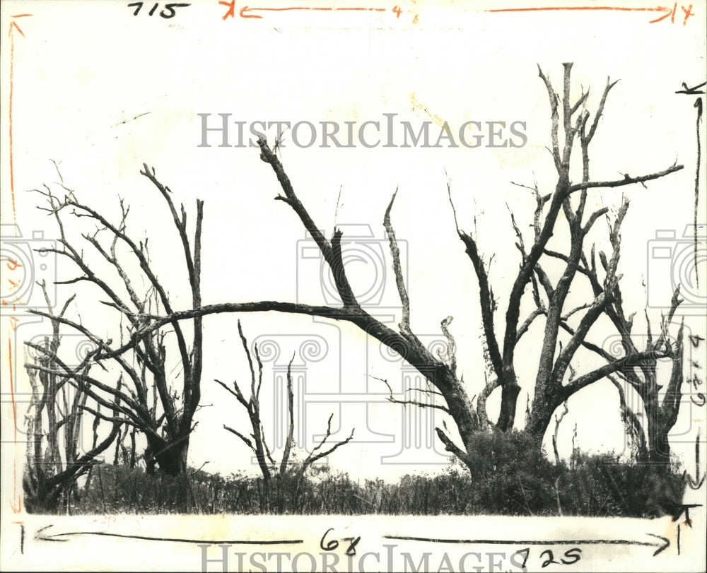 1980 Press Photo Louisiana Wetlands- Salt water mixing with fresh killed trees. - Historic Images