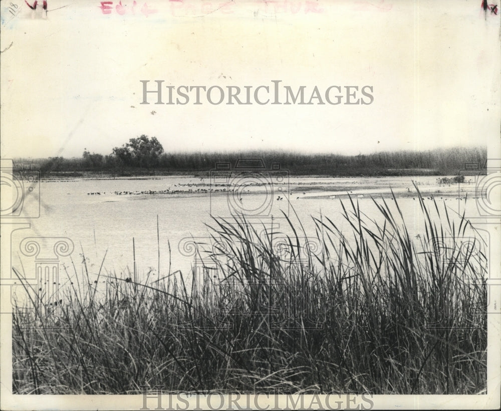 1977 Press Photo Louisiana Wetlands- View of Wetlands. - noa03732 - Historic Images