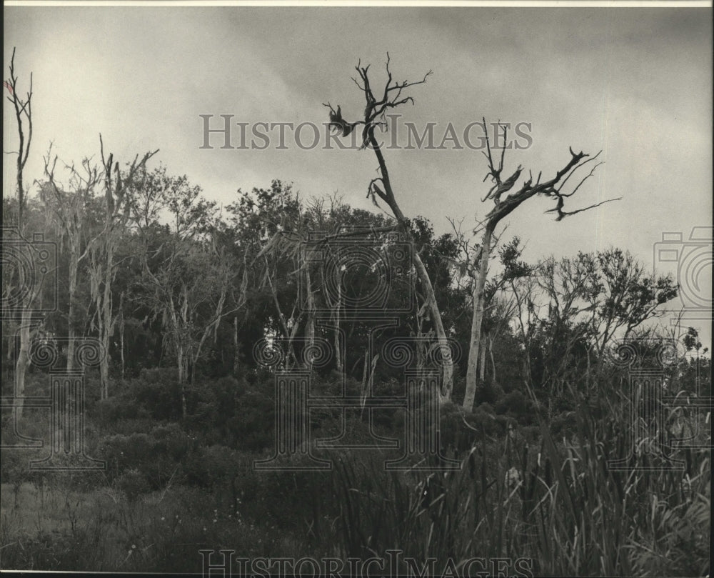 1982 Louisiana wetlands- View of Wetlands in St. Bernard - Historic Images