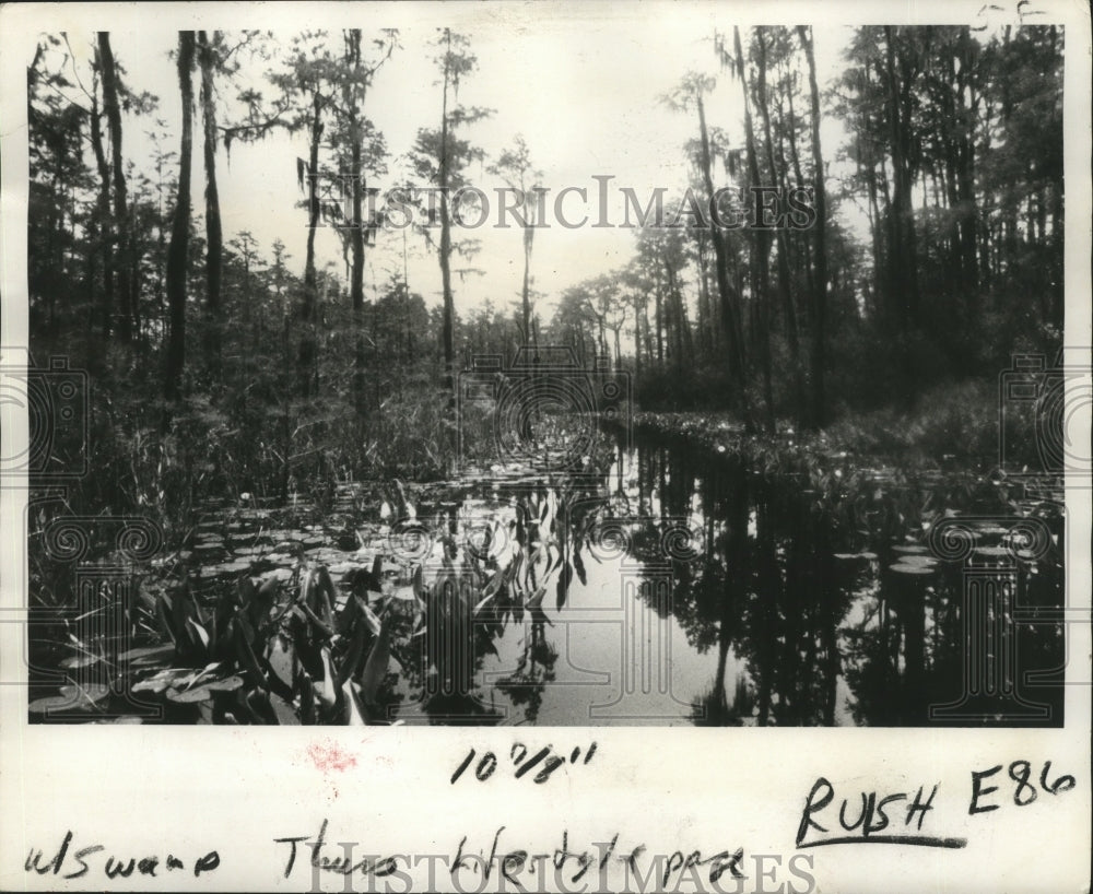 1974 Press Photo Dark Waterway Laden With Lily Pads in Okefenokee Swamp - Historic Images