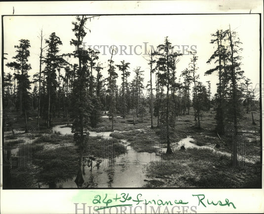 1979 Press Photo Unspoiled Cypress Swamp Visible to Travelers Along Interstate - Historic Images