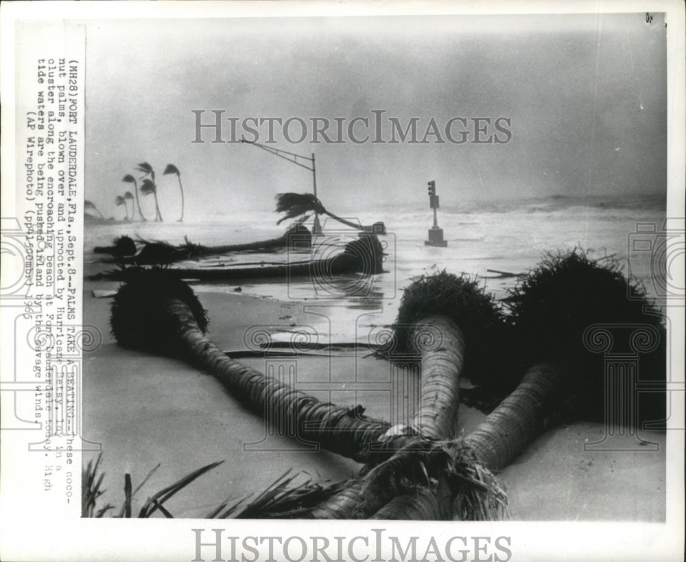 1965 Hurricane Betsy- Palms take a beating - Historic Images