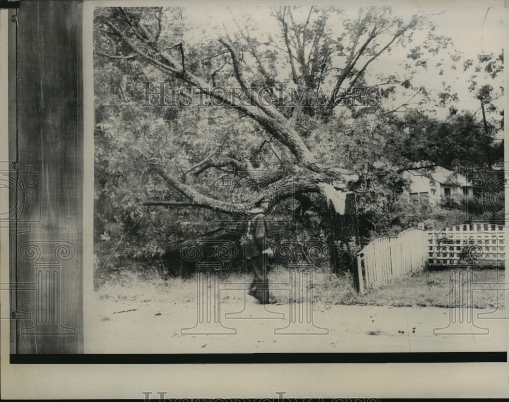 1960 Hurricane Ethel-  Trees uprooted in hurricane - Historic Images