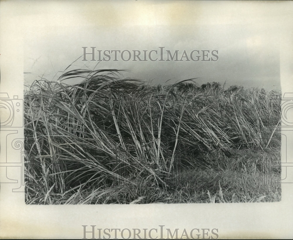 1974 Press Photo Hurricane Carmen- Crops suffer wrath of Hurricane. - noa04573 - Historic Images