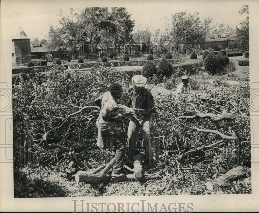 1965 Press Photo Tree Clean Up at Audubon Park - noa04819 - Historic Images