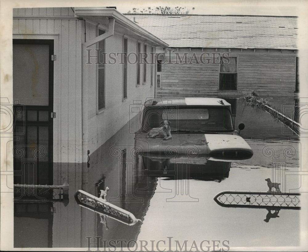 1965 Press Photo Hurricane Betsy Flooding in New Orleans, LA, Dog on truck hood - Historic Images