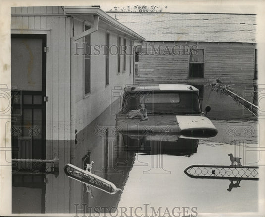 1965 Press Photo Hurricane Betsy Flooding in New Orleans, LA, Dog on truck hood - Historic Images
