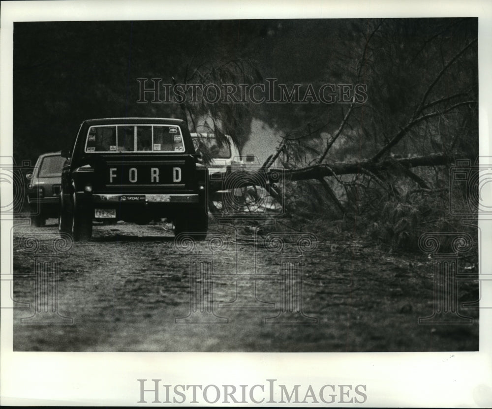 1985 Hurricane Elena - Downed Trees in Picayune, Mississippi - Historic Images